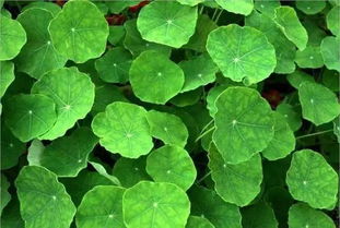 秦嵐直言“上鏡女星其實(shí)都不好看”，植物提取物揭示鏡頭下的審美扭曲