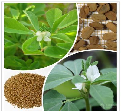 葫蘆巴提取物廠家直銷——天然香料優選，源自中國西安斯諾特